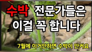수박 딱 두군데만 잘라주면 주렁주렁 크게 열려요! 전문가들은 이걸 7월에 꼭 합니다 #수박순치기 #수박곁순제…