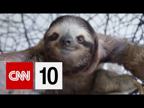懶人的避難所 (A Sanctuary For Sloths)