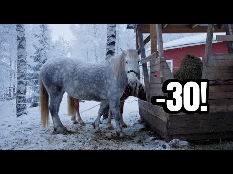 Horses in Extreme Cold | Life With Finnhorses in Finland EP.1