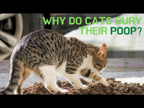 Why Do Cats Bury Their Poop?