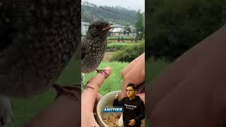 CHAOS! Trying to Feed Hungry Baby Birds 😂🐦 #shorts #funnyanimals #birds #fail