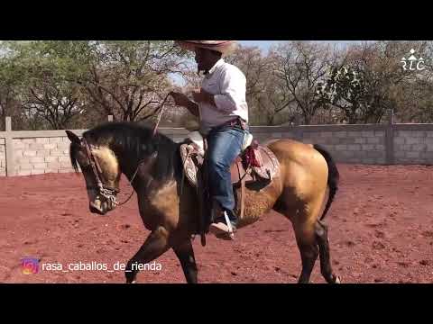 C14P2 EL CAMINO AL FUTURITY VIP - Reynaldo Salazar