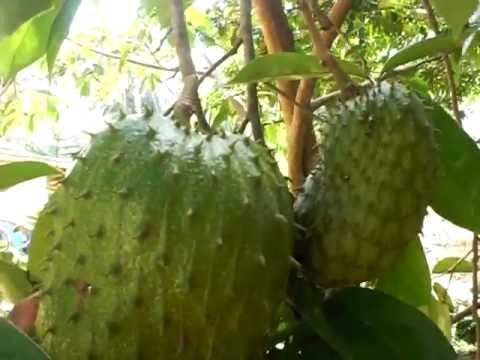 อาหารที่มีคอลลาเจน