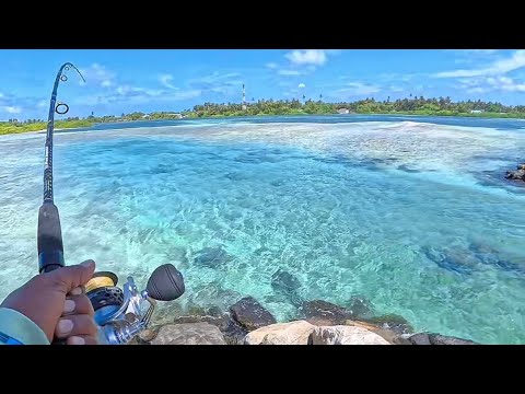 Luck was on our side today! 🎣 Met this stunning bluefin trevally. 💙