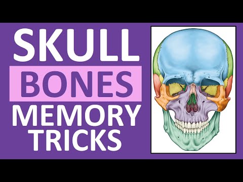 Skull Bones Mnemonic (Cranial and Facial Bones) | Anatomy and Physiology