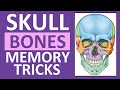 Skull Bones Mnemonic (Cranial and Facial Bones) | Anatomy and Physiology
