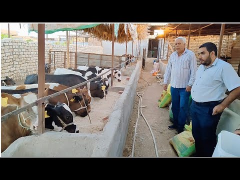 , title : 'لزيادة إنتاج الحليب في الأبقار بنسبة ١٠٠% مع الدكتور وليد الخبير بالمنظمه العربيه بجامعة الدول'