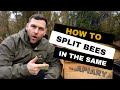 do this before same apiary beehive splits