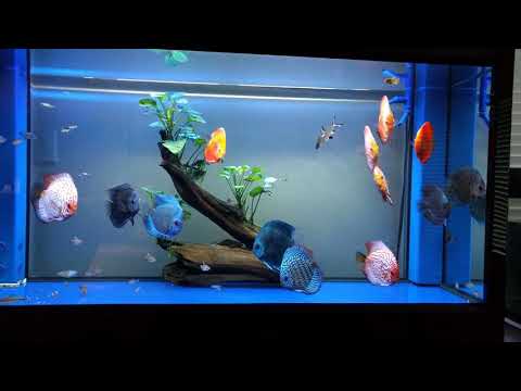 discus fish aquarium