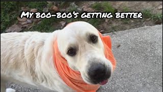 03/18/26 "Georgie Had a Painful Hot Spot... Watch the Turnaround