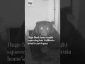 Huge black bear caught squeezing into home’s crawl space
