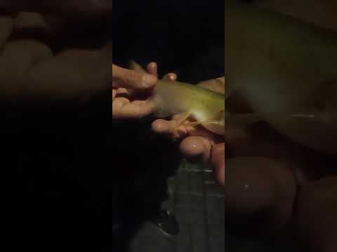 21/22 marzo 2026 - Monumento Colon - Muy buena pesca nocturna - Relevamiento de Dany. Buena semana.