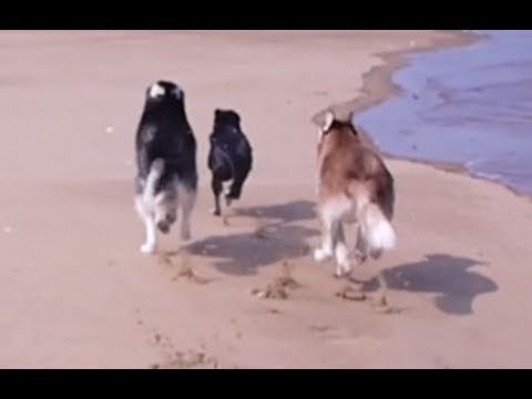 Mishka, Moki, & Laika Run on the Beach!