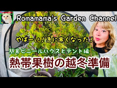 冬に向けて果樹を準備するにはどうすればよいですか？彼らをどうやって守るのか？  庭園