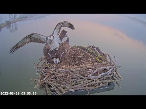 Love birds at Rutland Osprey nest: Blue 33 & Maya 23 Mar 2022