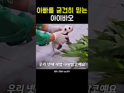 아빠를 굳건히 믿는 아이바오! #강바오 #아기판다 #아이바오