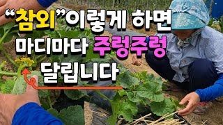 참외 순치기 달고 맛있게 만드는 방법 참외농사 이렇게 하면 주렁주렁 다수확 가능합니다 주말농장 전원일기