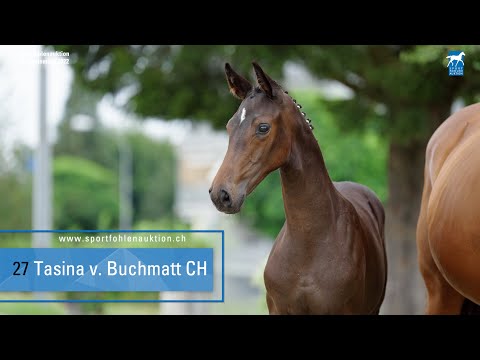 27 Glock's Toto Jr x Lauries Crusador xx