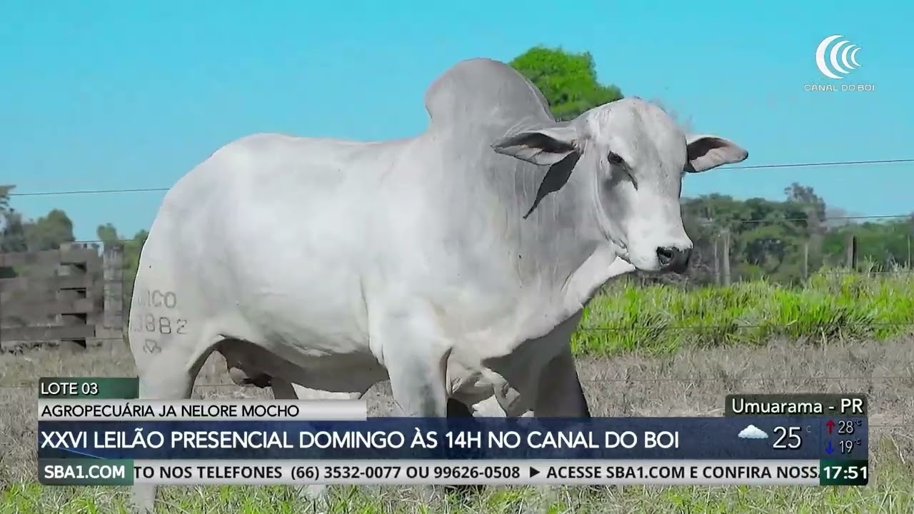 Canal do Boi transmite o XXVI Leilão Agropecuária JA Nelore Mocho neste domingo