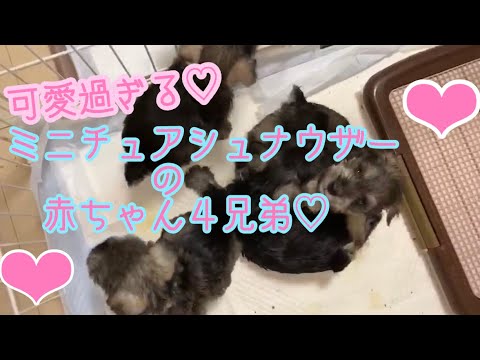 可愛過ぎるミニチュアシュナウザーの赤ちゃん４兄弟♡