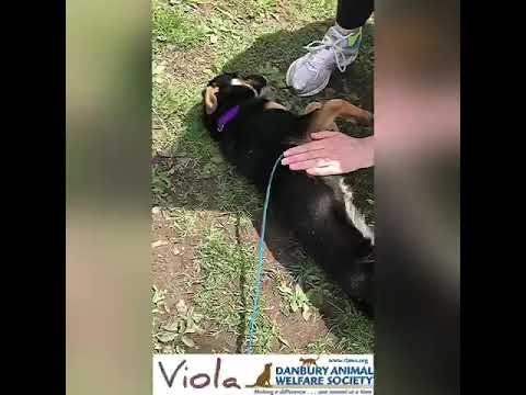 Viola, an adopted Beagle Mix in Danbury, CT_image-1