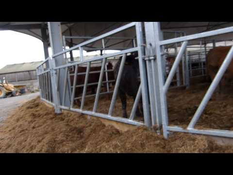 Cattle Sheds - Dairy Farm Sheds Latest Price 