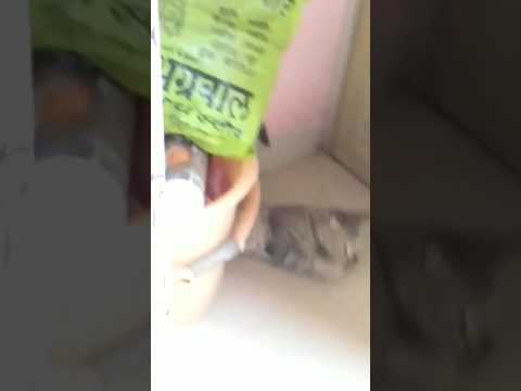 Masti of a cat with sponge