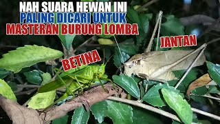 Download lagu MASTERAN WALANG KECEK JANTAN SPEED RAPET || REKAMAN ASLI UNTUK LOVEBIRD mp3 Download lagu MASTERAN WALANG KECEK JANTAN SPEED RAPET || REKAMAN ASLI UNTUK LOVEBIRD mp3
