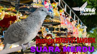 Download lagu Pancingan Perkutut Bangkok Suara Merdu JUARA NASIONAL mp3