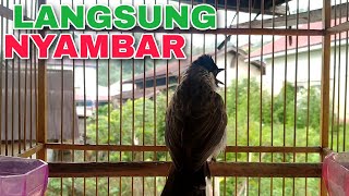 Download lagu SUARA ASLI KUTILANG UNTUK PANCINGAN KUTILANG HASIL PIKATAN DAN OMBYOKAN SUPAYA GACOR DOR mp3