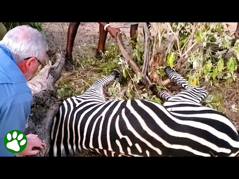 Helden helfen Zebra in Not