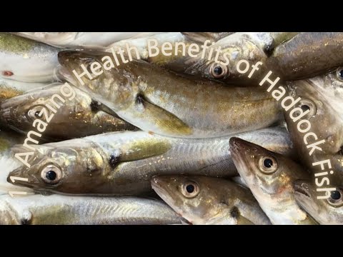 11 Amazing Health Benefits of Haddock Fish