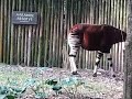Okapi Or Forest Giraffe In Animal Kingdom Disney World
