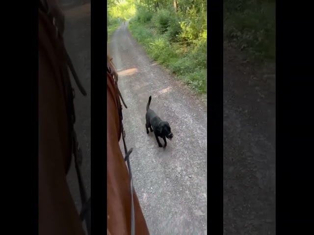 ADORABLE et grand cheval très belles allures