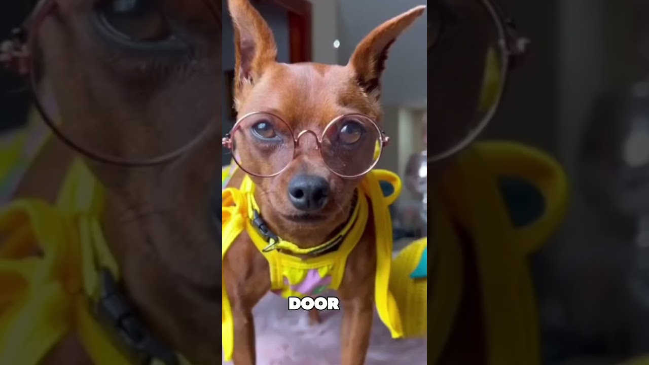 Miniature Pinscher The Tiny Tyrant With a Big Dog Complex