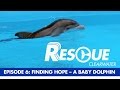 Hope The Dolphin At Clearwater Marine Aquarium
