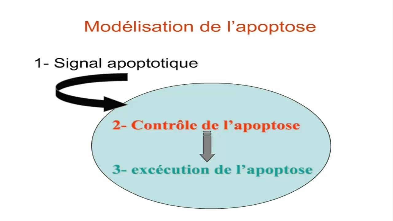 L'apoptose