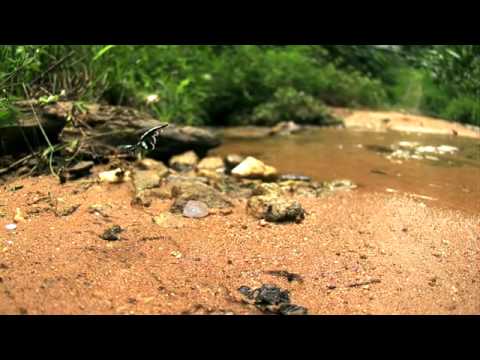 アオスソビキアゲハの飛翔（long version ）