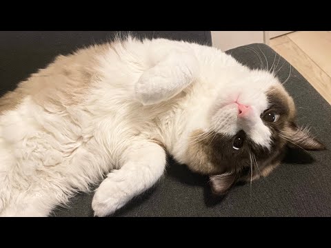 猫を一晩中寝かせる方法