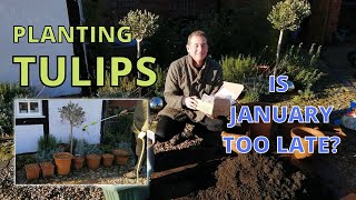How to plant Tulips. Is JANUARY too late?
