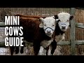 Miniature Cows Guide: How to Raise Mini Cows?