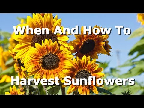 How To And When To Harvest Sunflowers, What Signs To Look For And How To Extract The Seeds