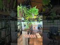 ヒカルオーキッド「中空植栽」空間デザイン。