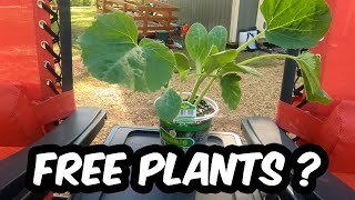 How to Get Free Plants From War-Mart, Lowe