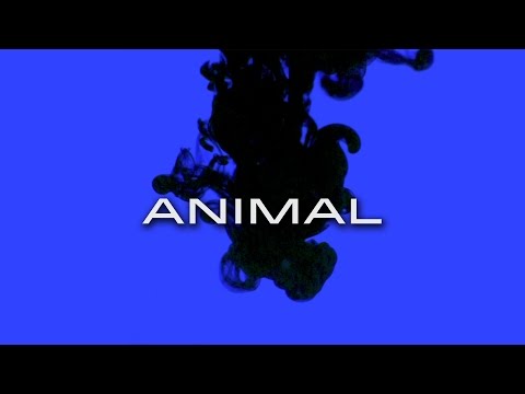 Skyward - Animal (Official Music Video)