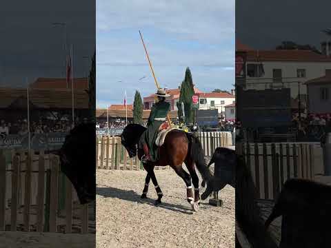 Working Equitation - Nicole e Habil  - Golega 2024