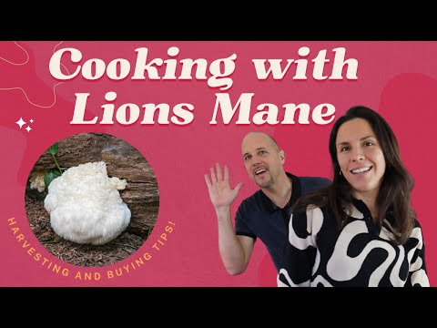 Cooking with Freshly Harvested Lions Mane Mushrooms - Plus: How to Choose Extract
