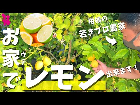 レモンの木を冬の間、鉢の中で適切な雰囲気を作り出して保つにはどうすればよいでしょうか？  庭園