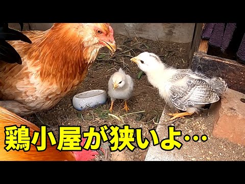 鶏小屋にネズミを近づけないようにする方法は？げっ歯類に対する解決策とヒント  庭園