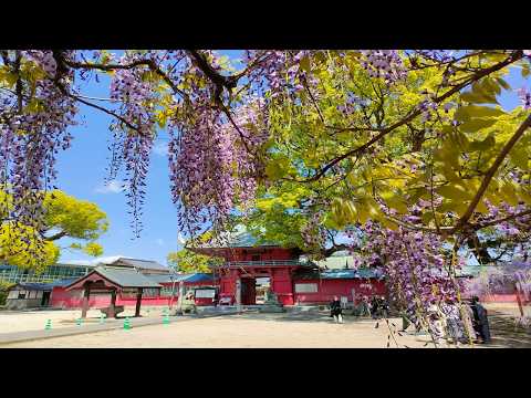 【4K】Sake Brewery Hopping "Kurano Hosomichi Kippu"